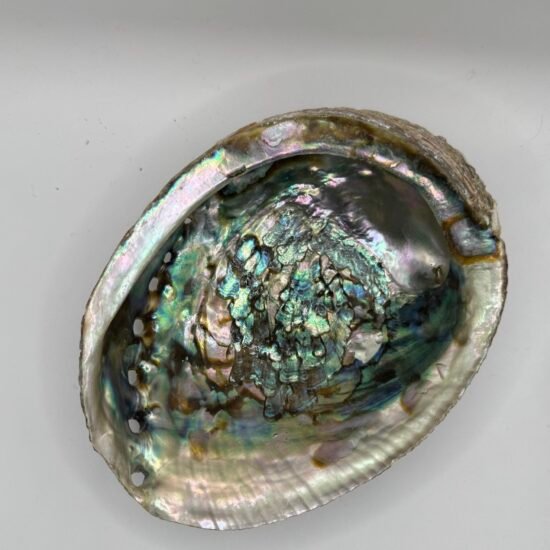 Large Abalone shell