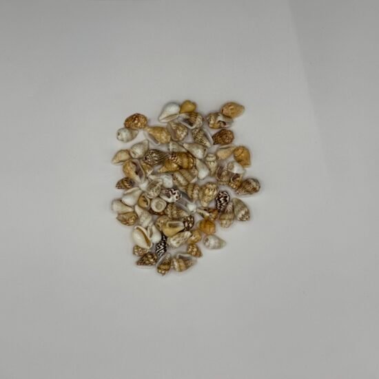 Small Mixed Shell Pack